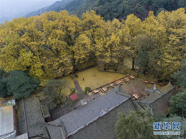 四川一古剎內(nèi)千年銀杏落葉鋪滿(mǎn)整座寺廟